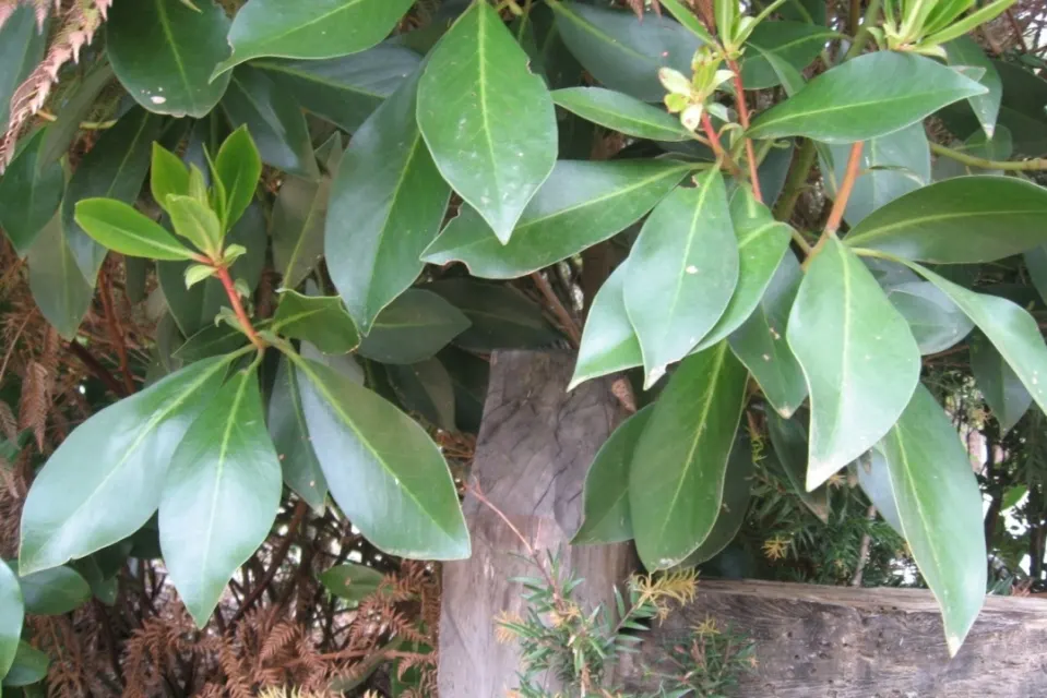 Winter's Bark (Drimys Winteri) — cinnamon-scented bark and leathery; making it suitable for small to medium-sized gardens
