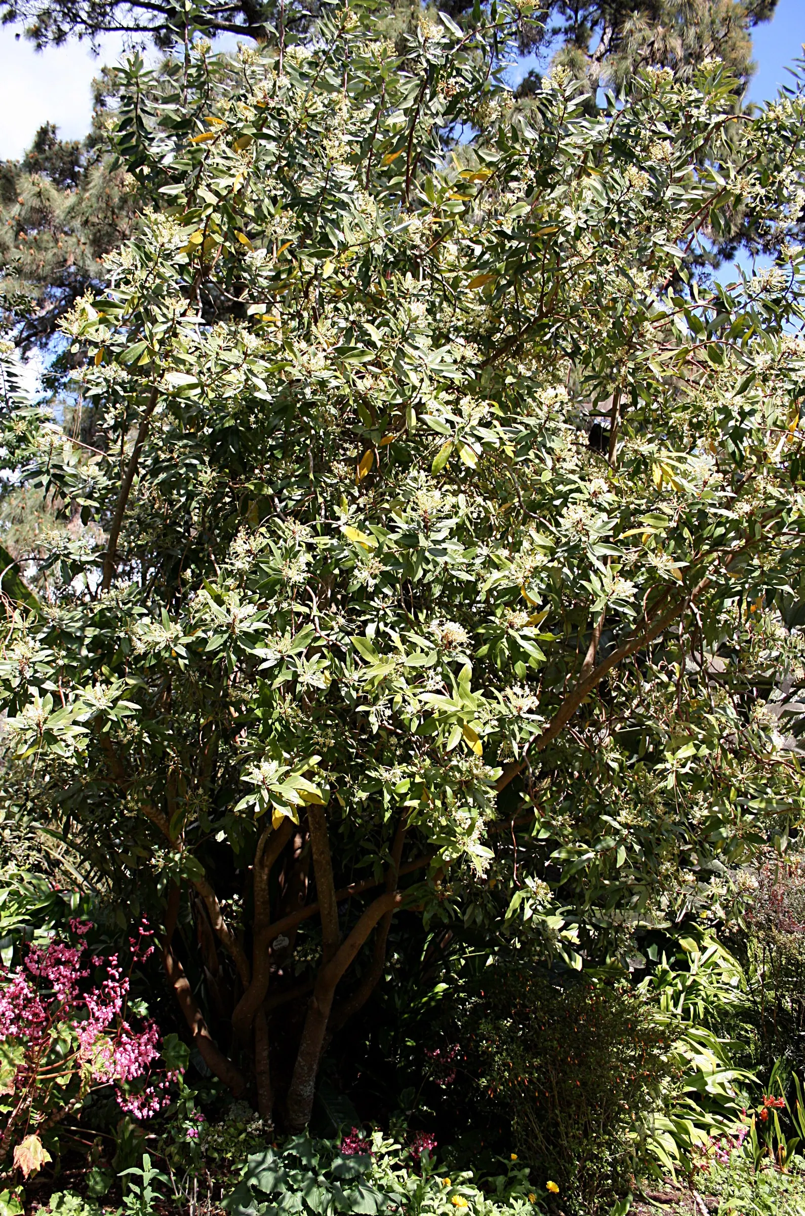 Winter's Bark (Drimys Winteri) — white flowers in the garden; creamy-white flowers bloom in late spring to early summer