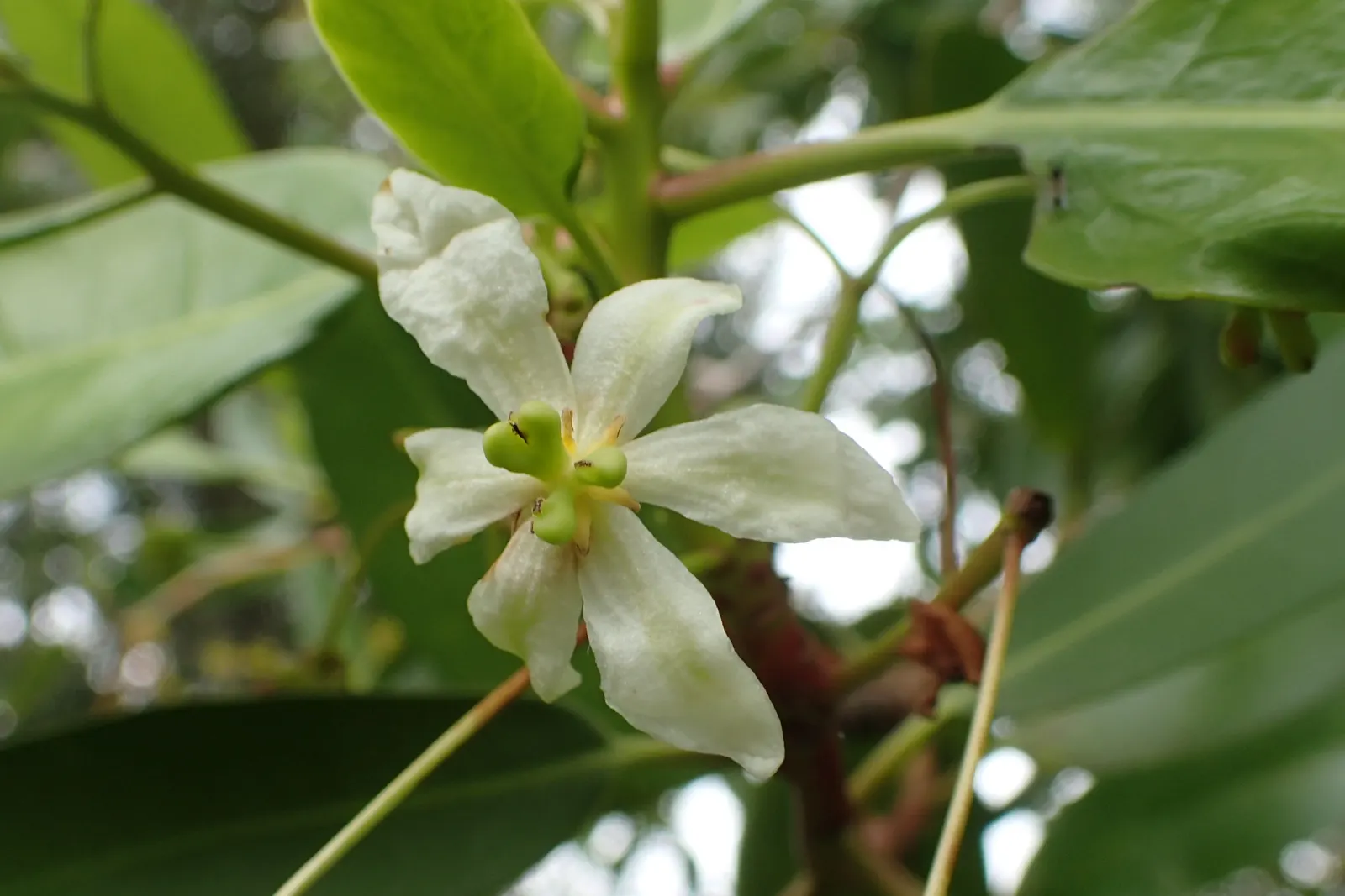 Winter's Bark (Drimys Winteri) — creamy-white flowers bloom in late spring to early summer
