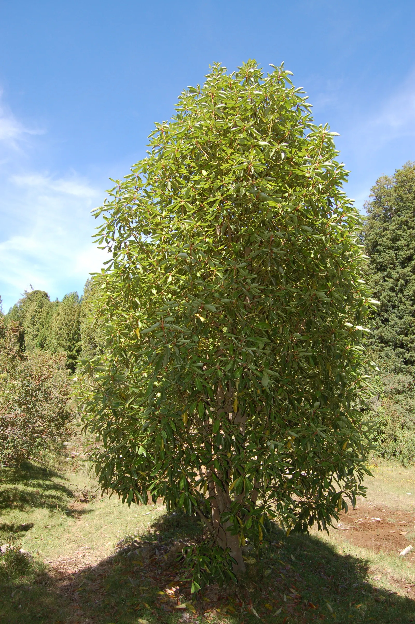 Winter's Bark (Drimys Winteri) — The foliage has a peppery scent when crushed; it requires well-drained soil and thrives in full sun to part shade, image 56