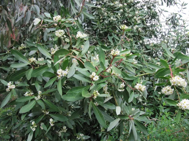 Winter's Bark (Drimys Winteri) — An ideal location would provide protection from strong winds to prevent damage to its elegant form; tree with, image 82