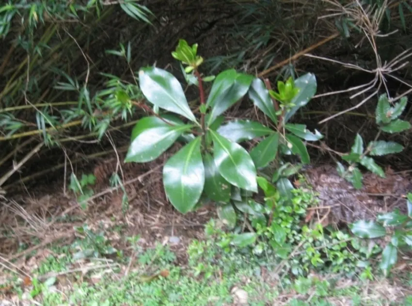Winter's Bark (Drimys Winteri) — The foliage has a peppery scent when crushed; it requires well-drained soil and thrives in full sun to part shade, image 78