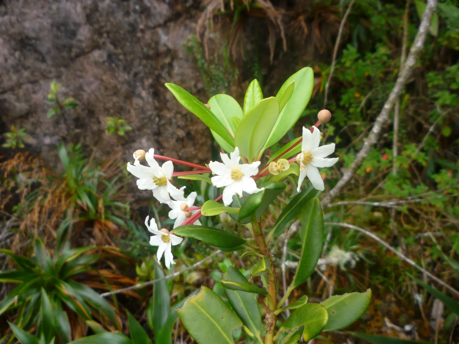 Winter's Bark (Drimys Winteri) — providing contrast against dark green foliage