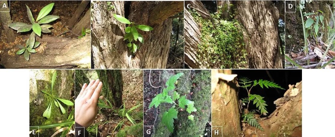 Winter's Bark (Drimys Winteri) — Prefers well-drained, acidic soil and partial shade to full sun; notably appreciated for its aromatic, image 51