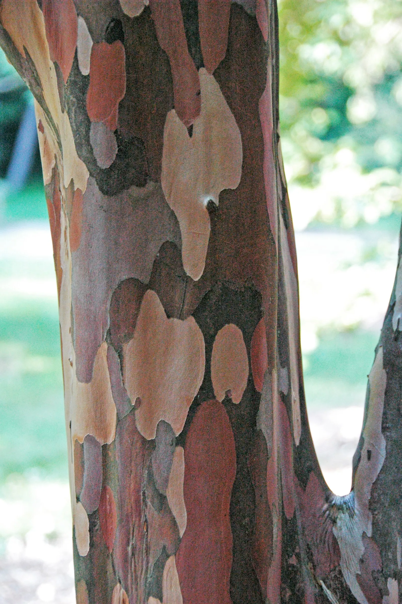 Winter's Bark (Drimys Winteri) — yet showy blooms appear in clusters at the ends of the branches from late winter through early spring