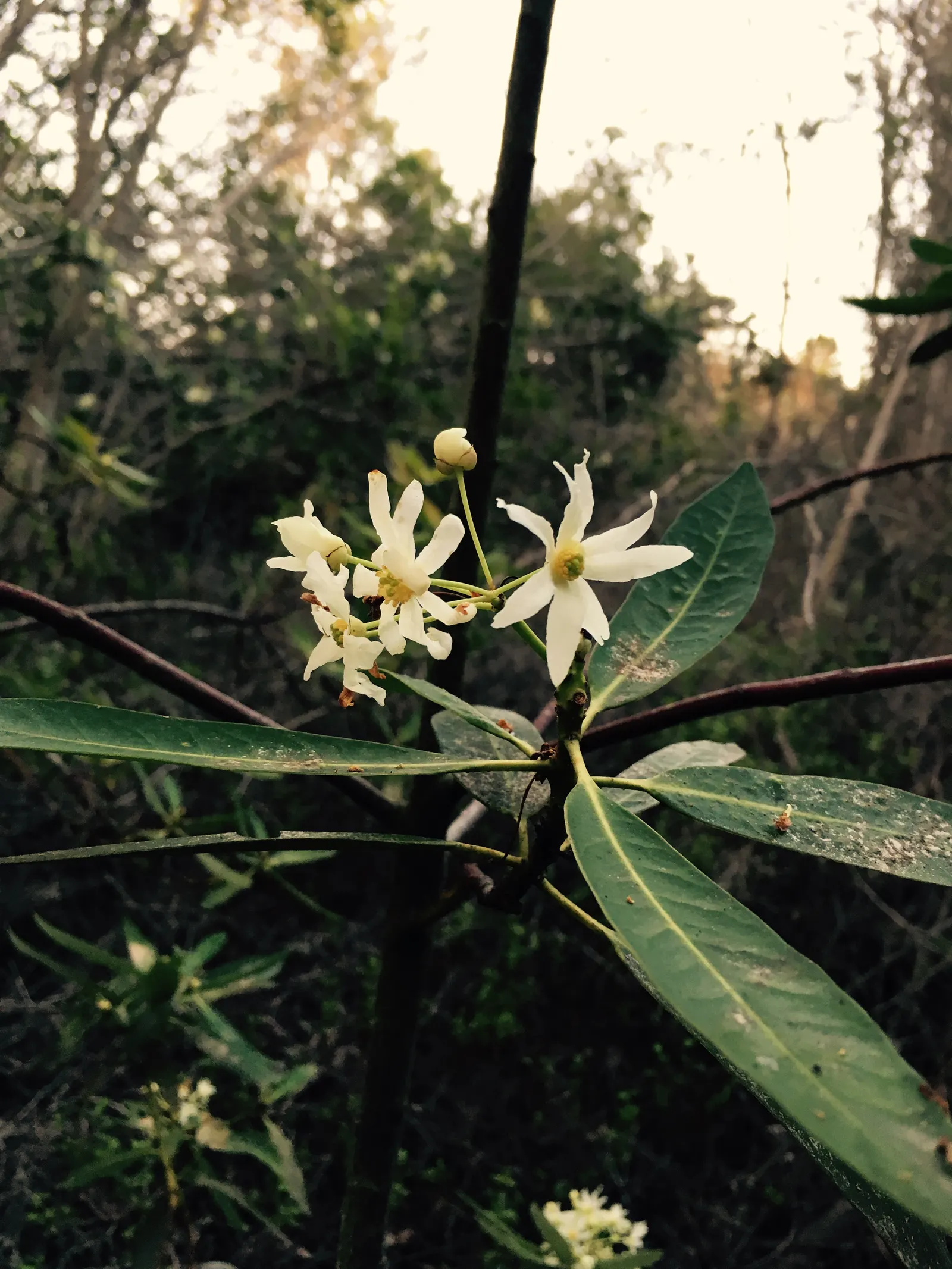 Winter's Bark (Drimys Winteri) — It reaches up to 20-60 feet in height and spreads about 15-20 feet