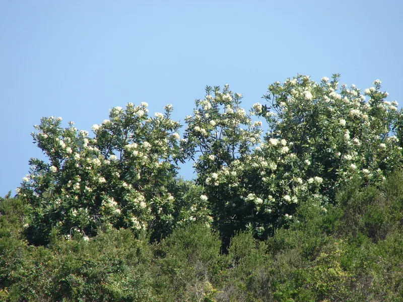 Winter's Bark (Drimys Winteri) — It reaches up to 20-60 feet in height and spreads about 15-20 feet; cinnamon-scented bark and leathery, image 70