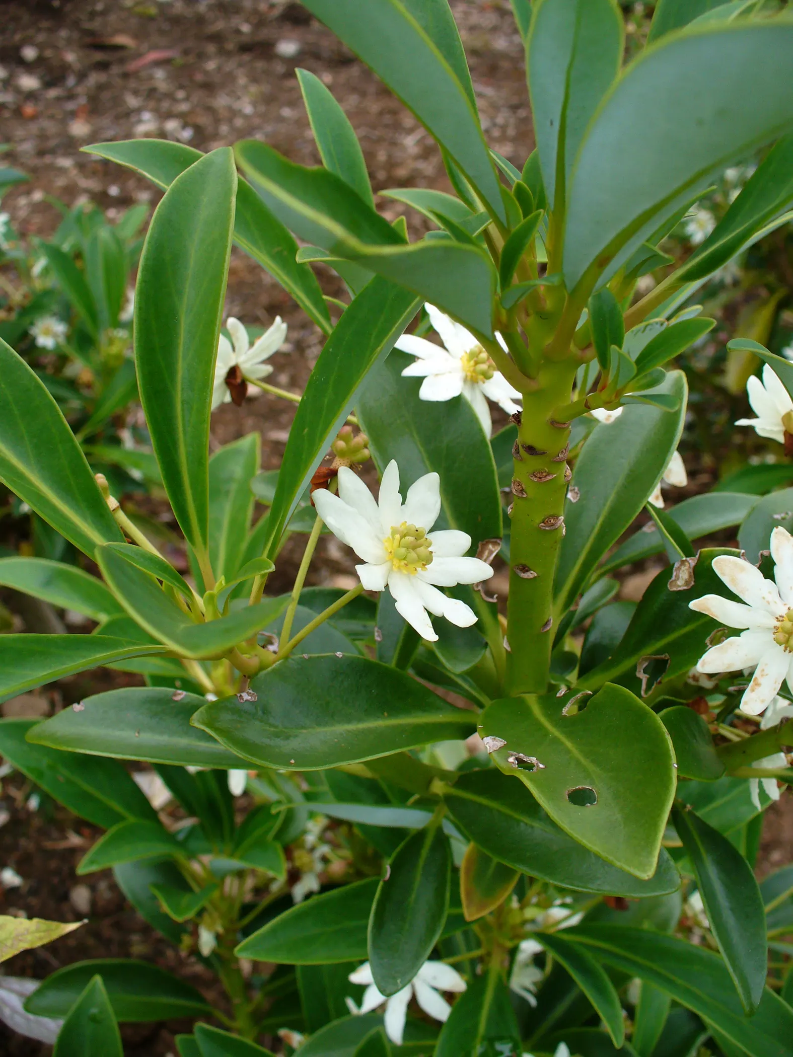 Winter's Bark (Drimys Winteri) — lance-shaped leaves that are a glossy dark green; is an evergreen tree native to South America, image 76