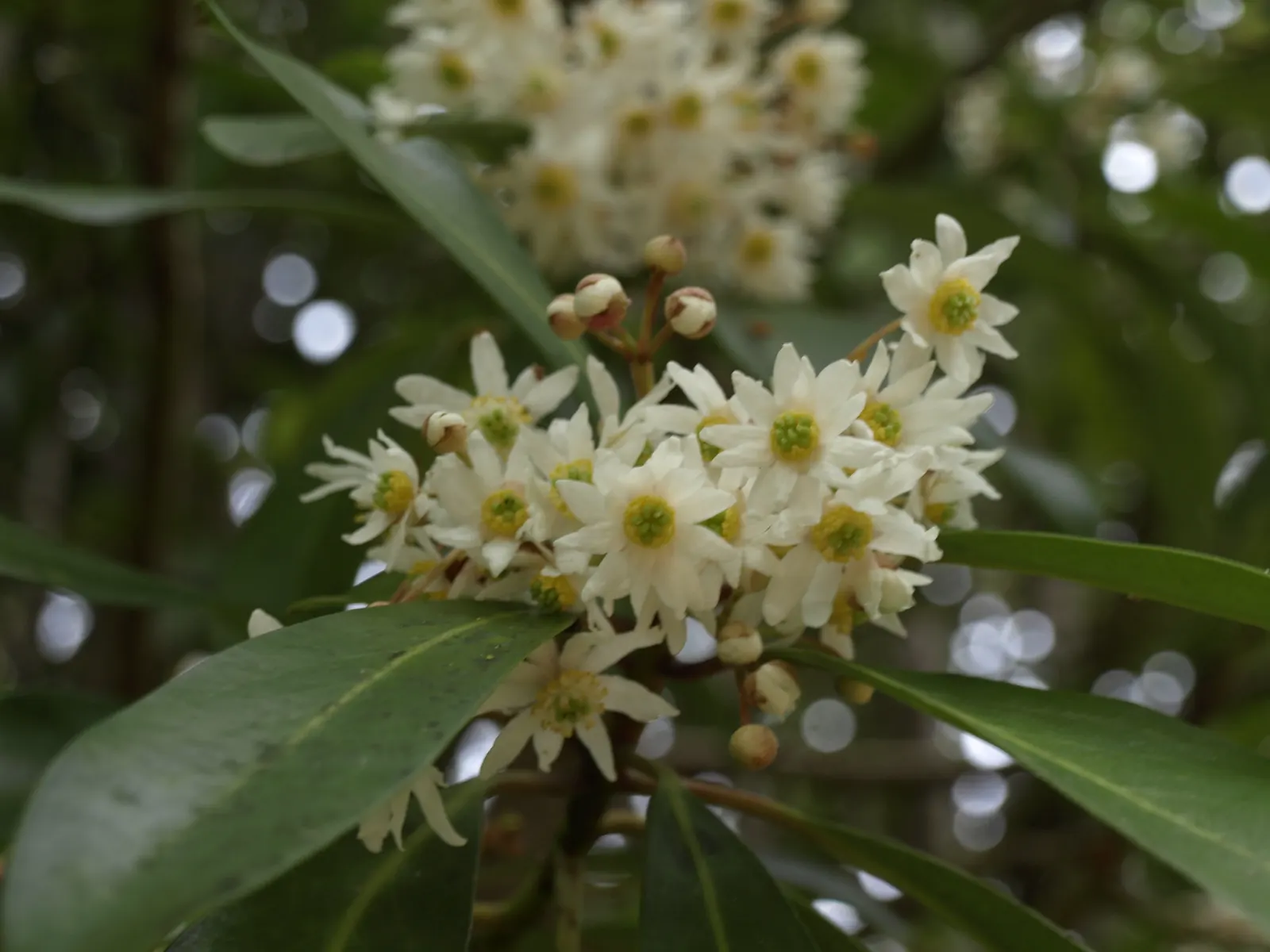 Winter's Bark (Drimys Winteri) — tree for full or half; this plant offers both aesthetic appeal and a touch of history to your landscape design