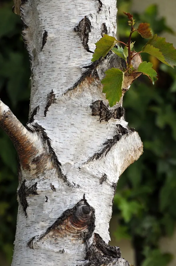 Winter's Bark (Drimys Winteri) — notably appreciated for its aromatic; measuring approximately 2 to 4 inches in length, image 68