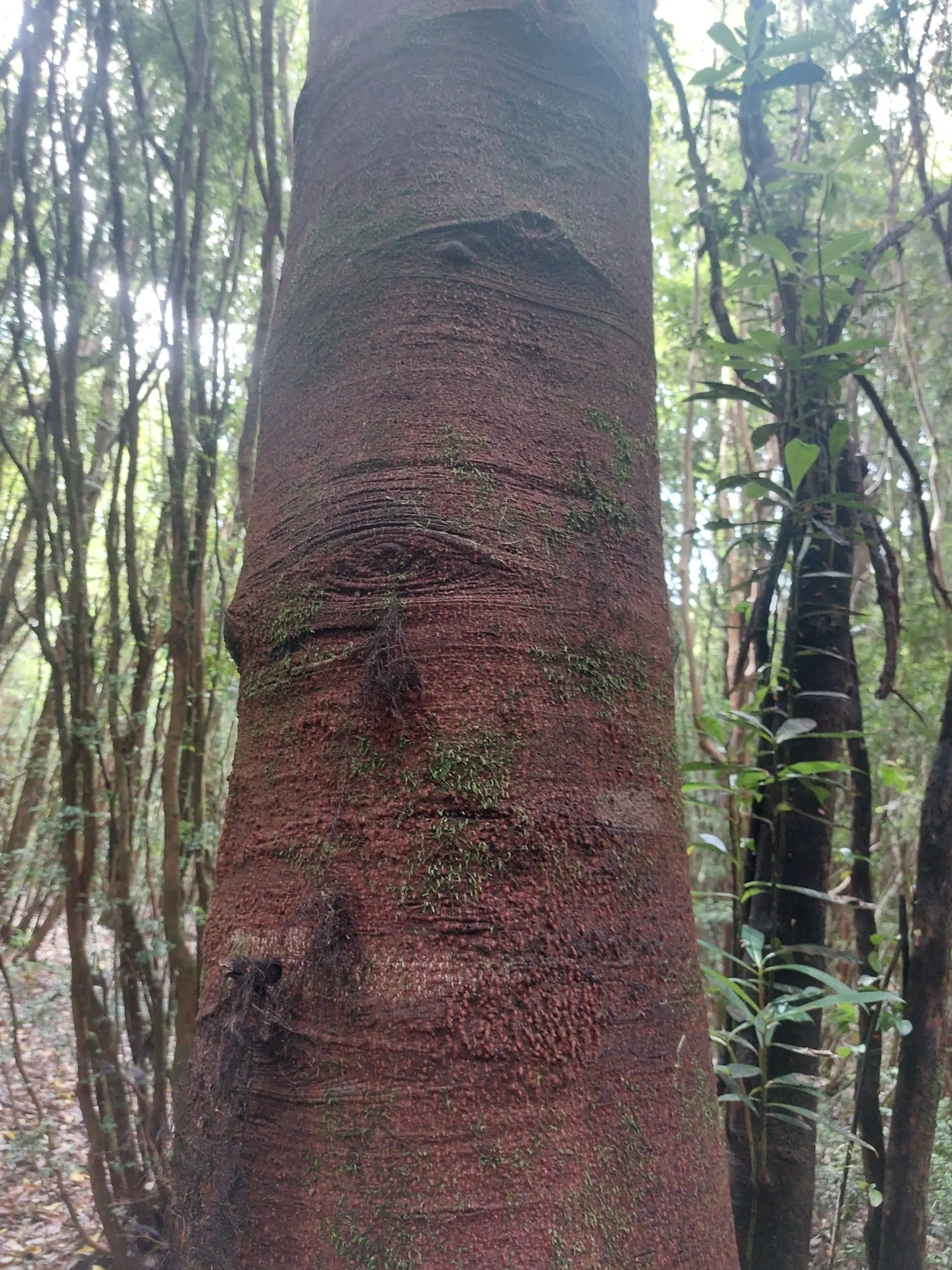 Winter's Bark (Drimys Winteri) — An ideal location would provide protection from strong winds to prevent damage to its elegant form; tree with white blooms