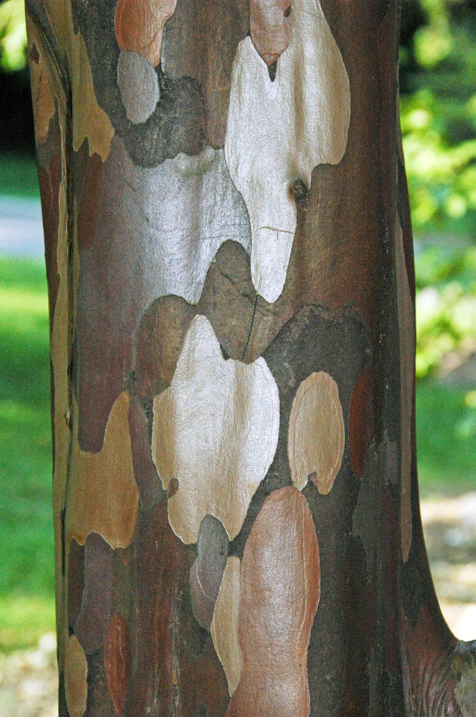 Winter's Bark (Drimys Winteri) — An ideal location would provide protection from strong winds to prevent damage to its elegant form