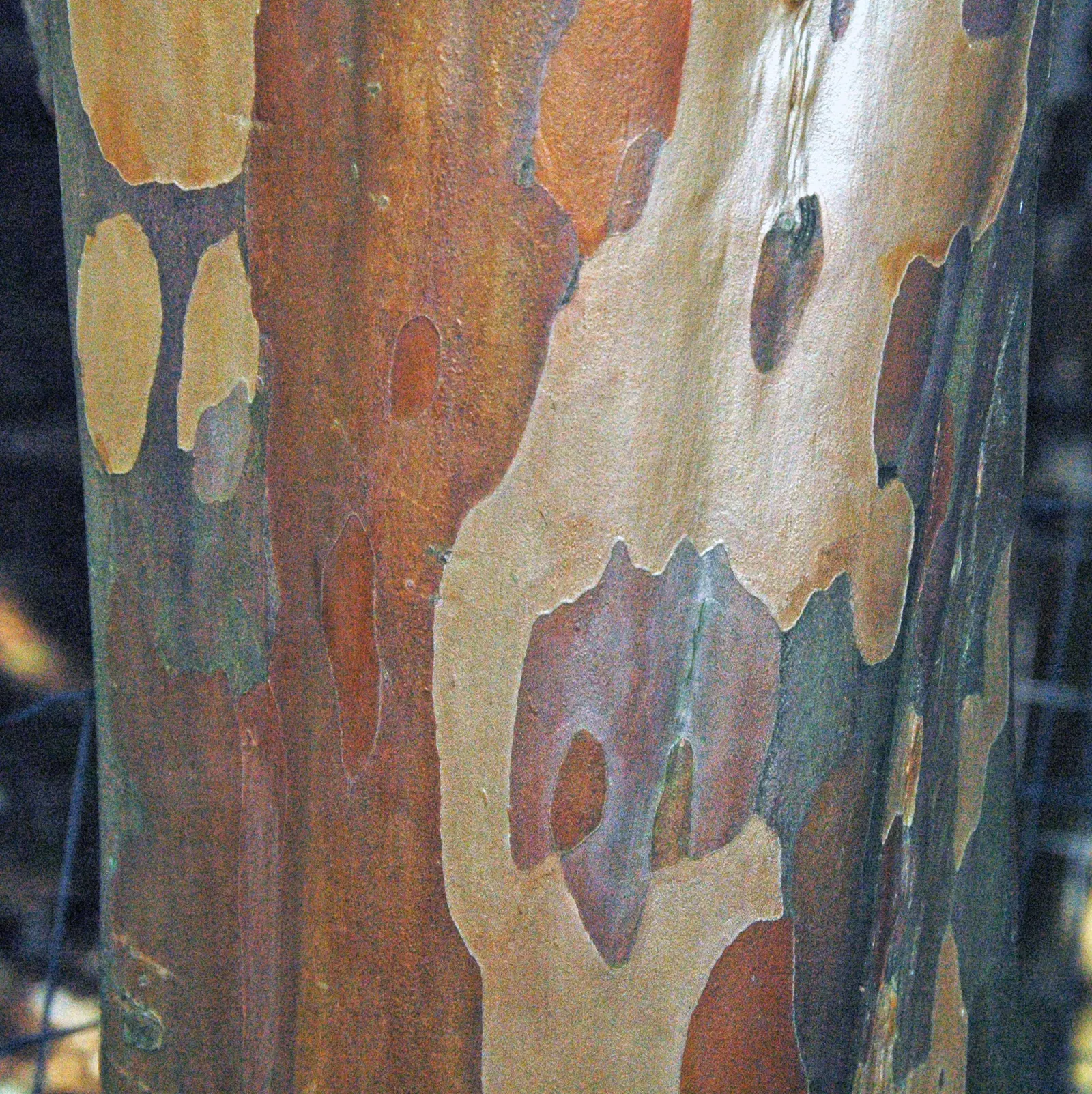 Winter's Bark (Drimys Winteri) — notably appreciated for its aromatic