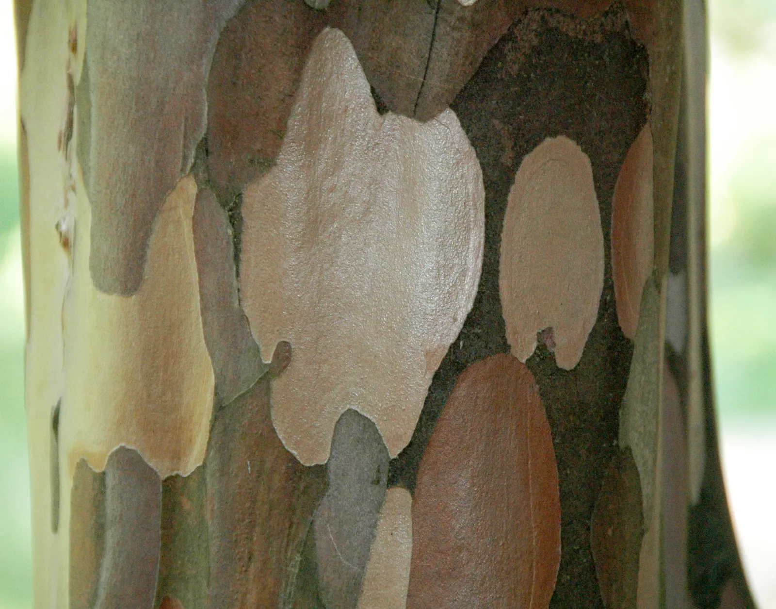 Winter's Bark (Drimys Winteri) — cinnamon-scented bark and leathery; making it suitable for small to medium-sized gardens, image 47