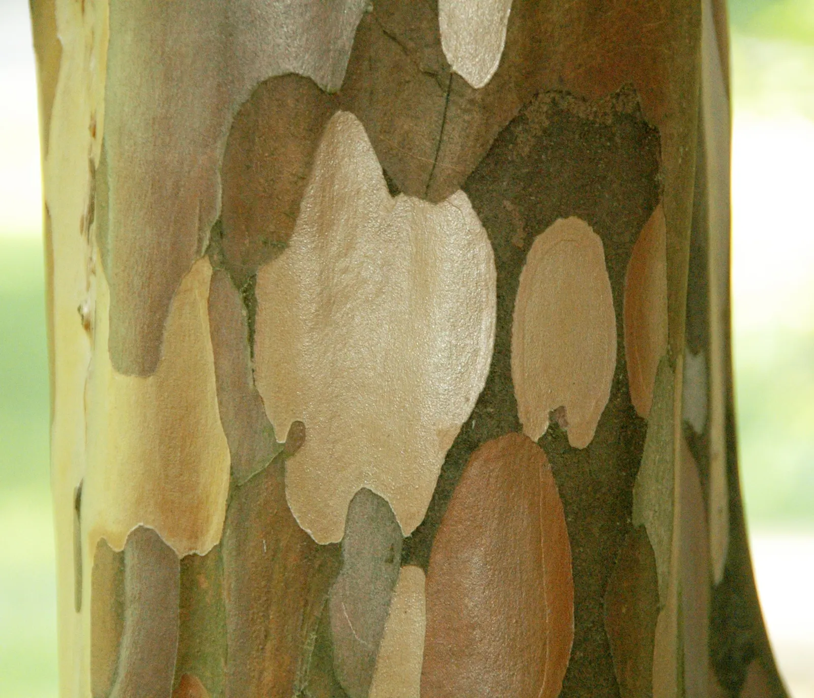 Winter's Bark (Drimys Winteri) — An ideal location would provide protection from strong winds to prevent damage to its elegant form; tree with, image 60