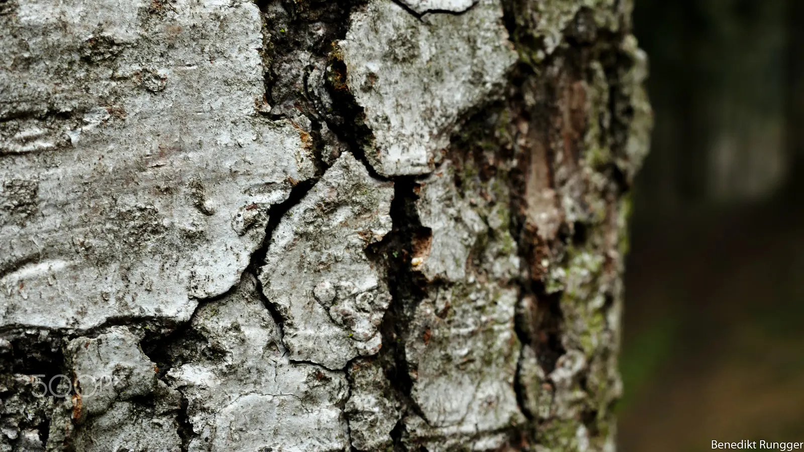 Winter's Bark (Drimys Winteri) — white flowers in the garden; creamy-white flowers bloom in late spring to early summer, image 64