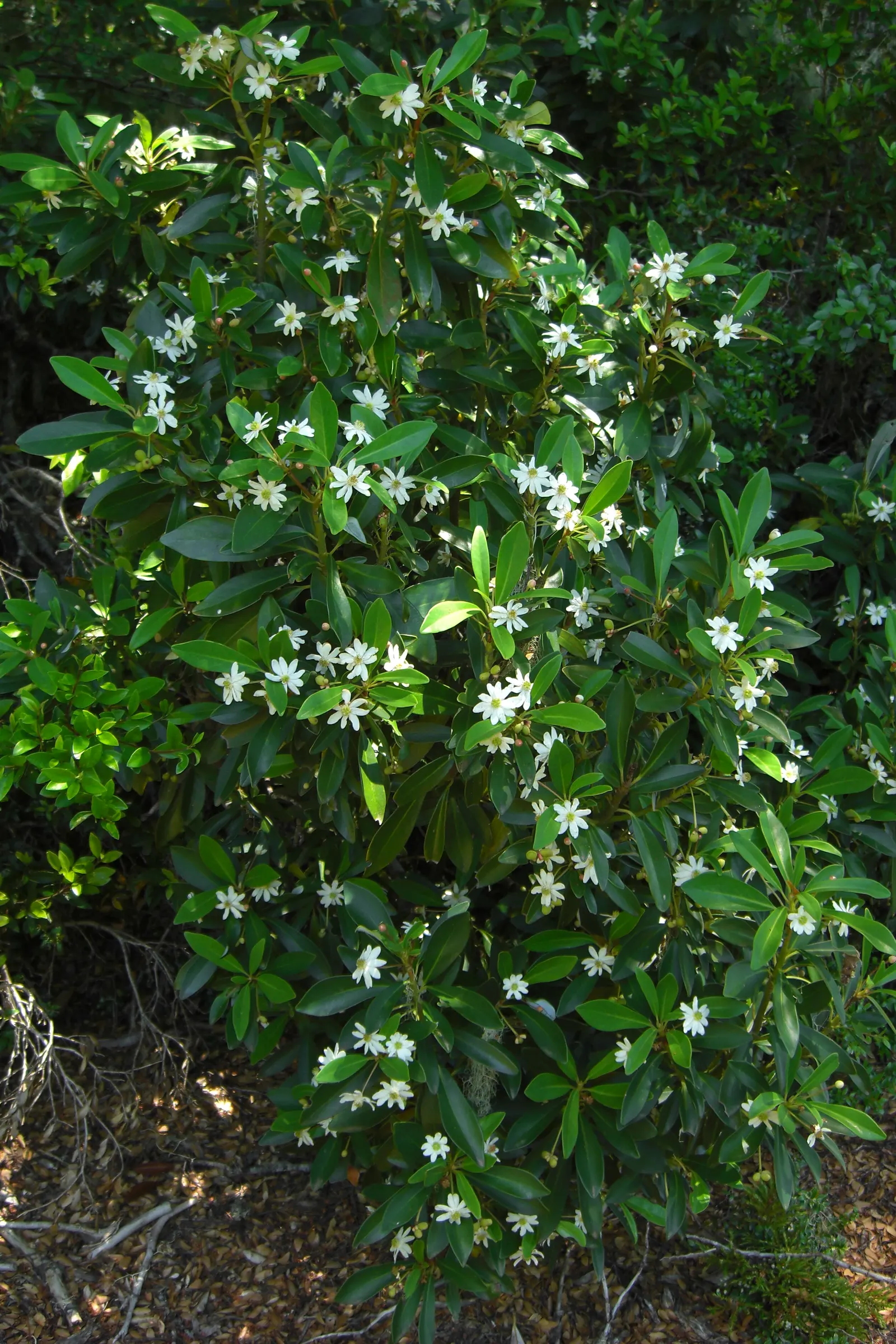 Winter's Bark (Drimys Winteri) — Well-suited for a landscape focal point; an ideal location would provide protection from strong winds to prevent, image 53