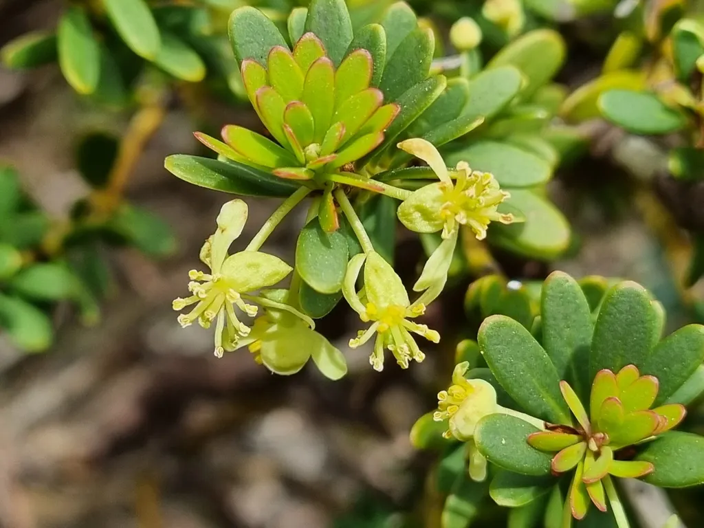 Winter's Bark (Drimys Winteri) — is a striking evergreen tree native to the cool temperate forests of South America