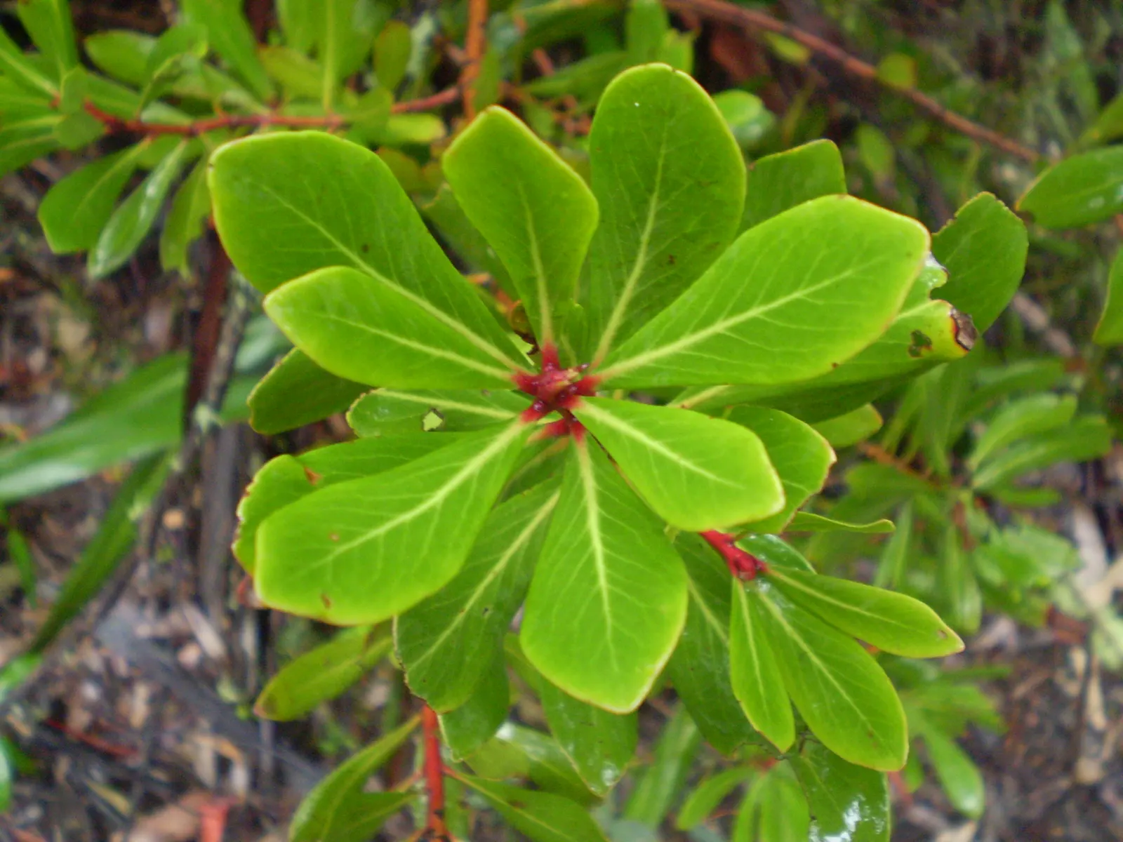 Winter's Bark (Drimys Winteri) — making it suitable for small to medium-sized gardens; yet showy blooms appear in clusters at the ends of the, image 62