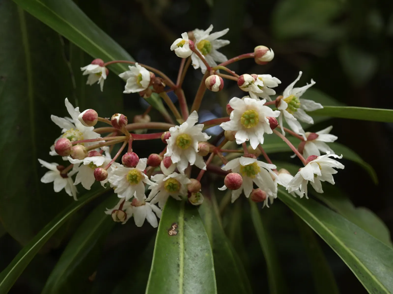 Winter's Bark (Drimys Winteri) — This plant offers both aesthetic appeal and a touch of history to your landscape design; white flowers in the, image 63