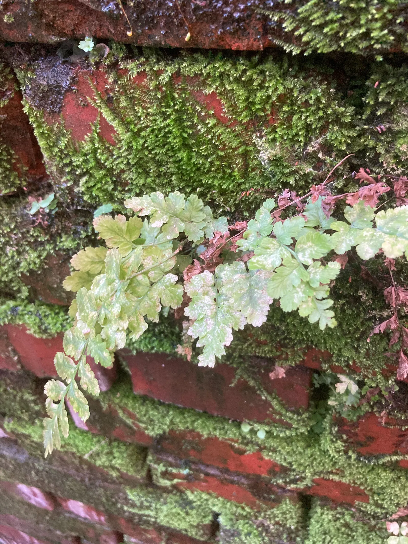 Winter's Bark (Drimys Winteri) — measuring approximately 2 to 4 inches in length; is a striking evergreen tree native to the cool temperate forests, image 55