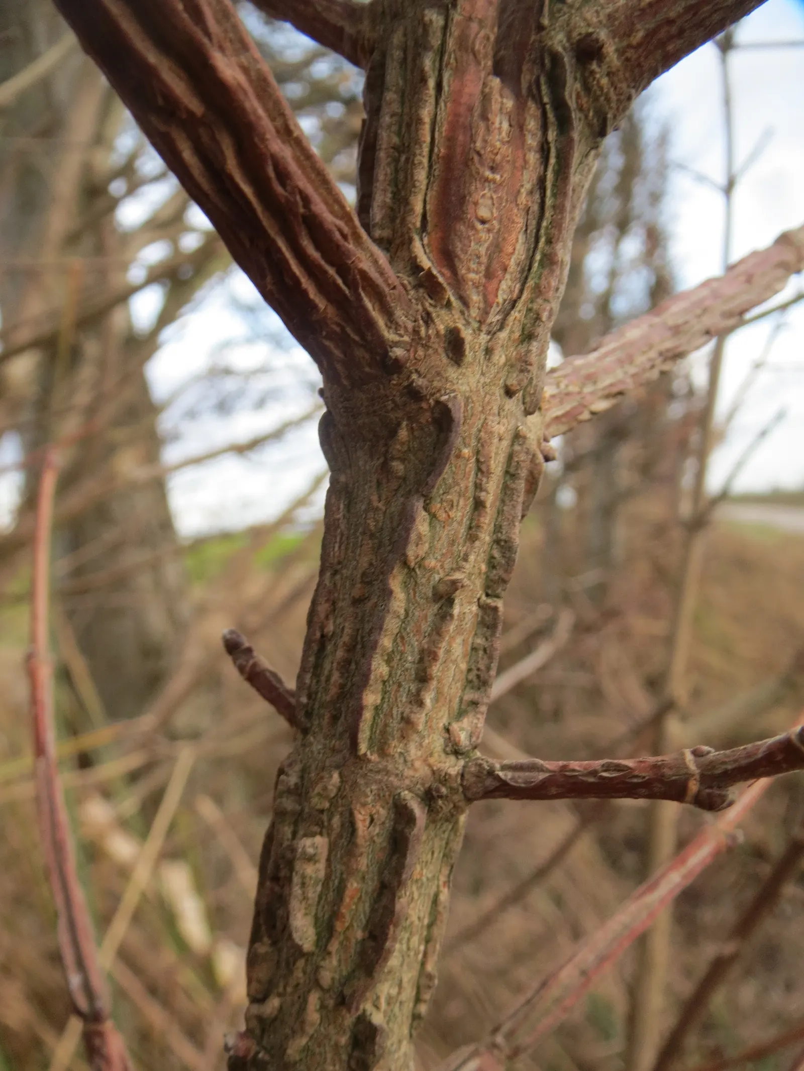 Winter's Bark (Drimys Winteri) — white flowers in the garden; creamy-white flowers bloom in late spring to early summer, image 86