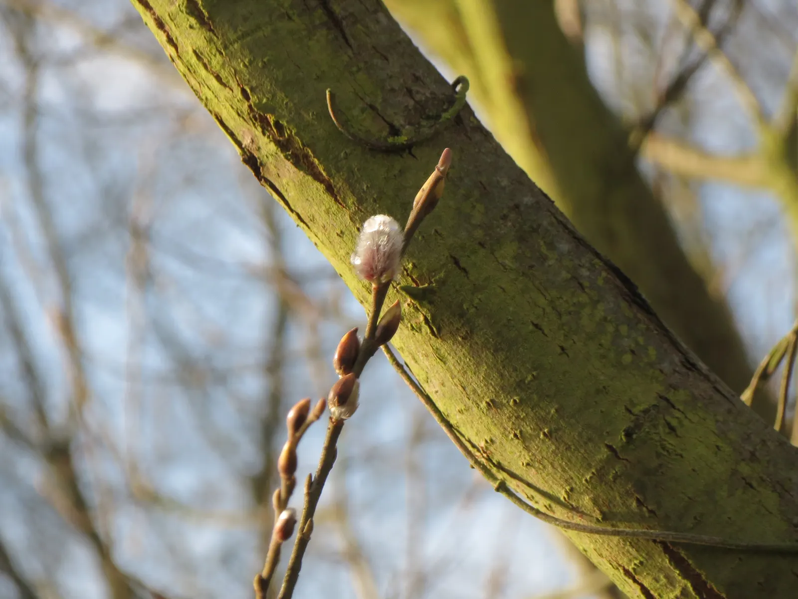 Winter's Bark (Drimys Winteri) — measuring approximately 2 to 4 inches in length; is a striking evergreen tree native to the cool temperate forests of South