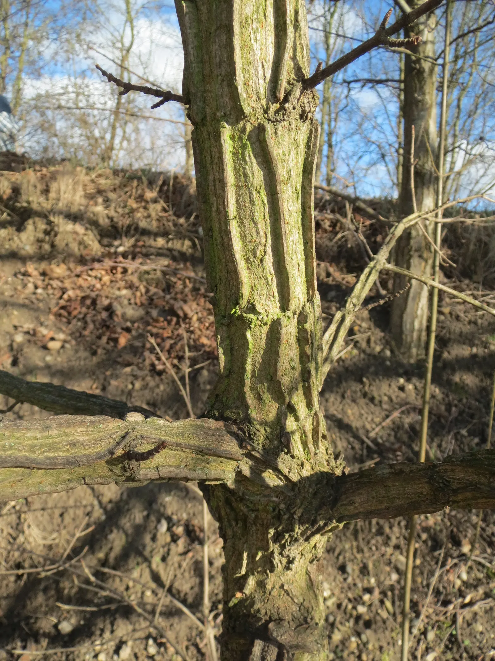 Winter's Bark (Drimys Winteri) — providing contrast against dark green foliage; winter's Bark typically grows to a mature height of 15 to 25 feet, image 72