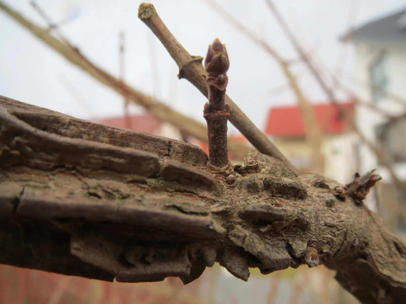 Winter's Bark (Drimys Winteri) — yet showy blooms appear in clusters at the ends of the branches from late winter through early spring; tree for full or half