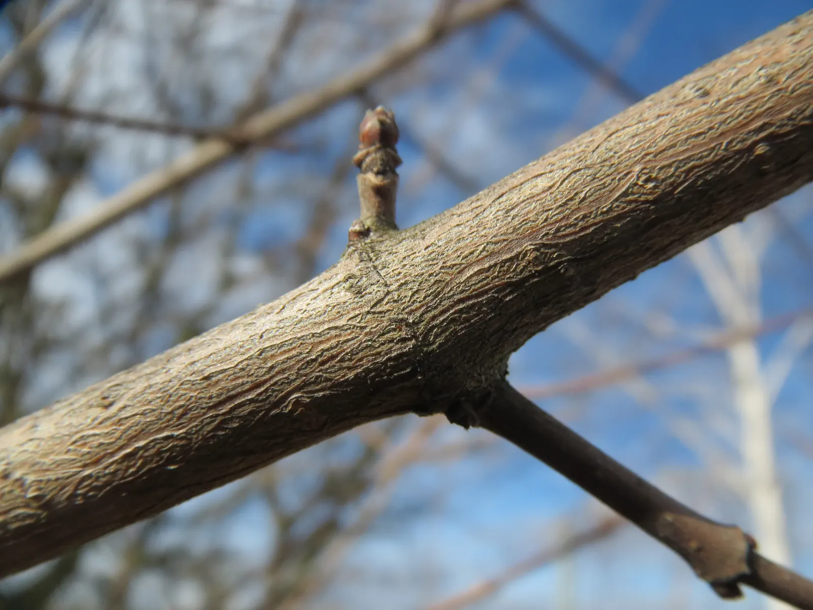 Winter's Bark (Drimys Winteri) — providing welcome interest during a season when color can be scarce in the garden; prefers well-drained, acidic, image 58