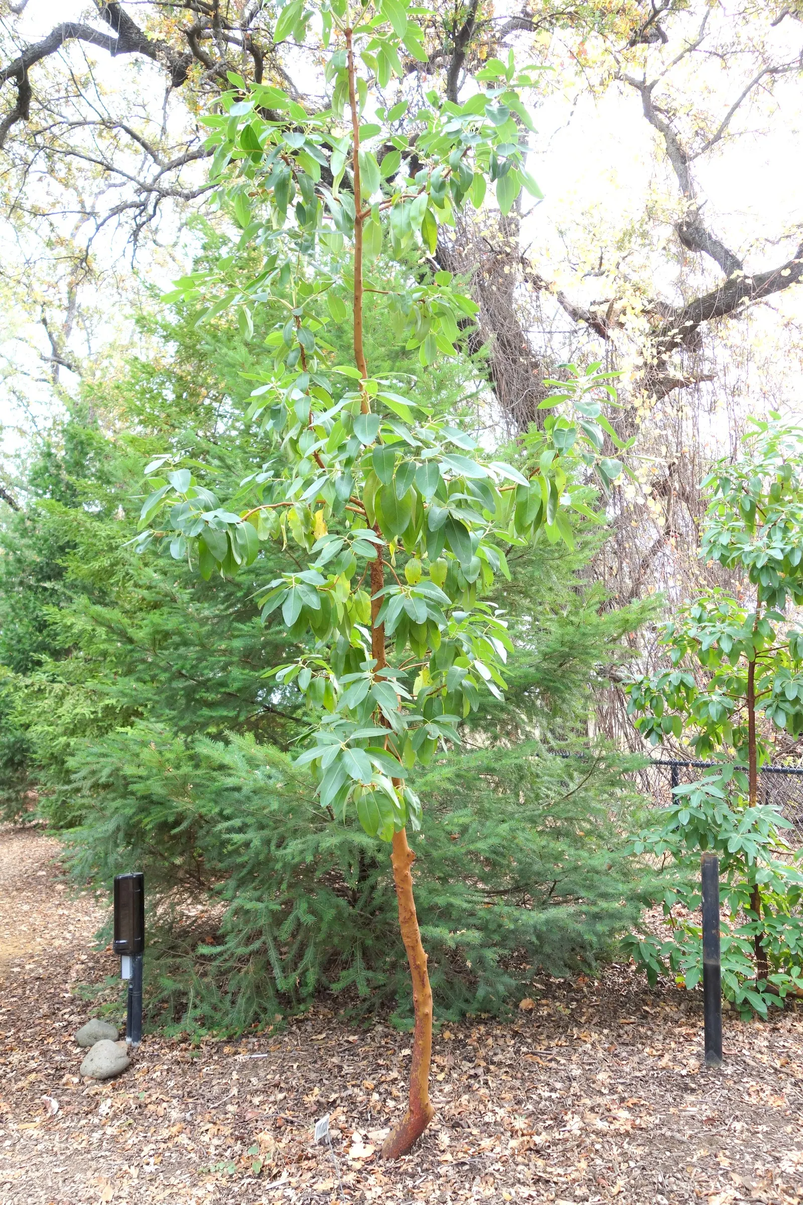Winter's Bark (Drimys Winteri) — is an evergreen tree native to South America; it reaches up to 20-60 feet in height and spreads about 15-20 feet, image 45