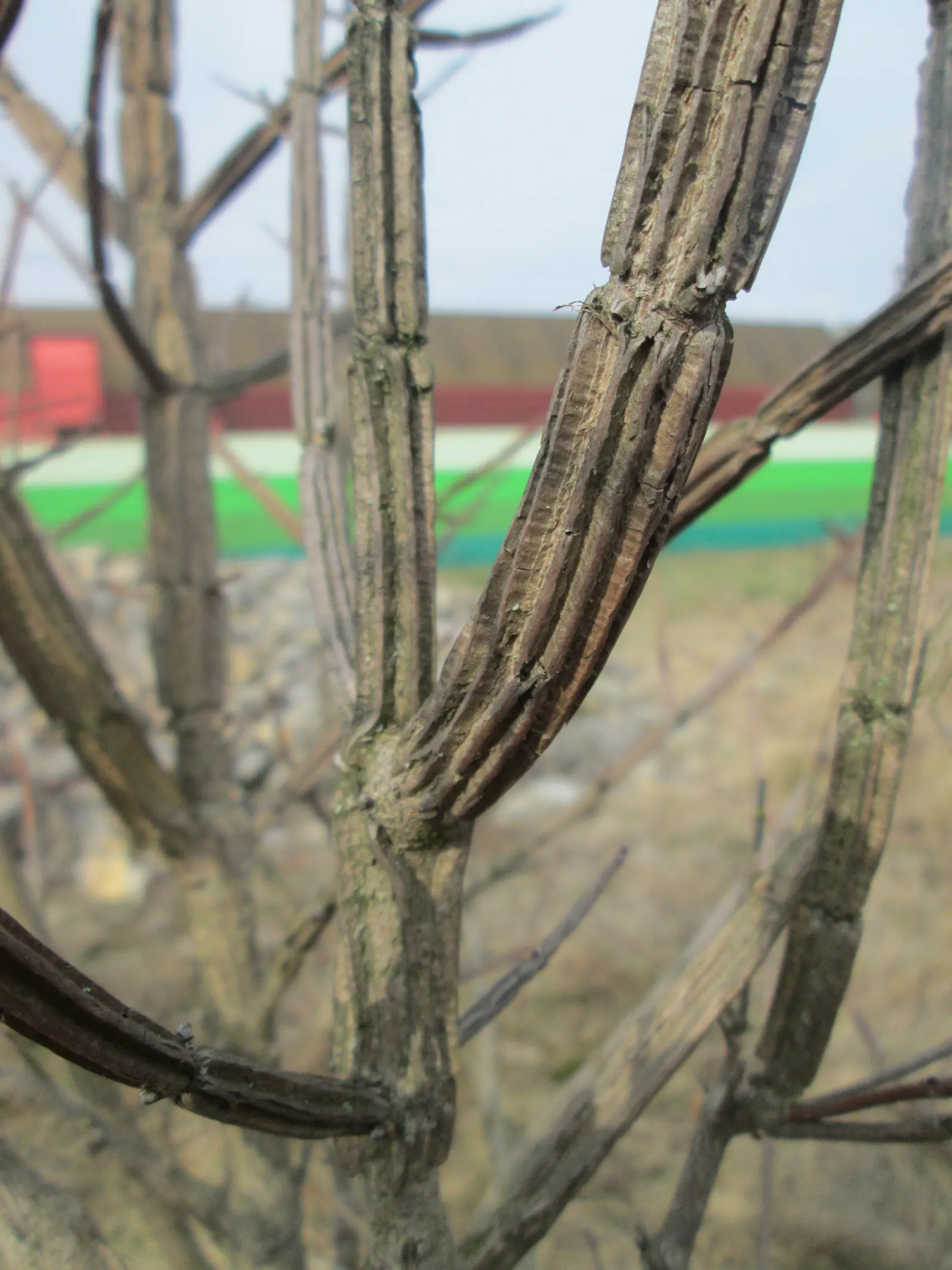 Winter's Bark (Drimys Winteri) — providing welcome interest during a season when color can be scarce in the garden; prefers well-drained, acidic, image 80