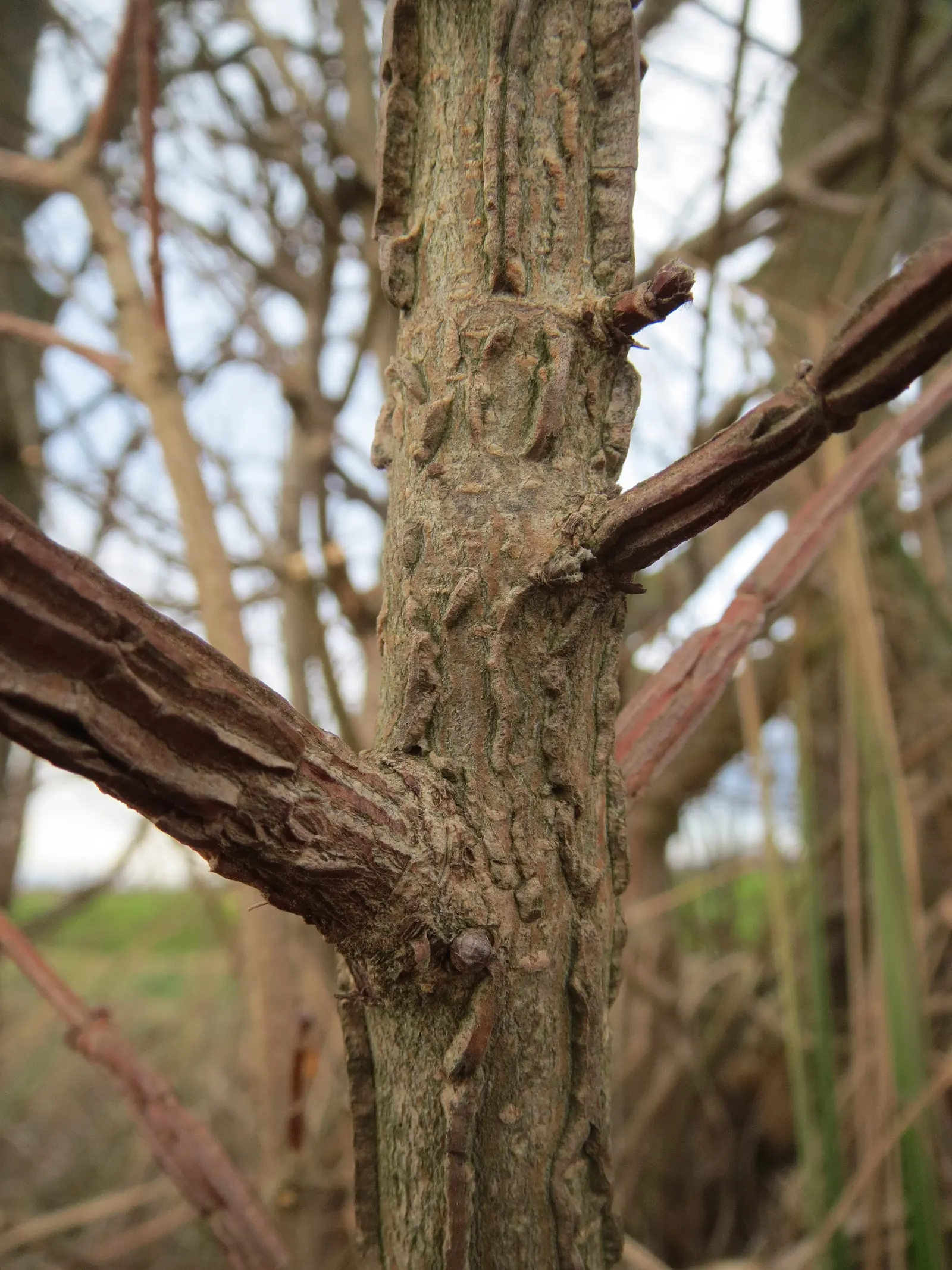 Winter's Bark (Drimys Winteri) — This plant offers both aesthetic appeal and a touch of history to your landscape design