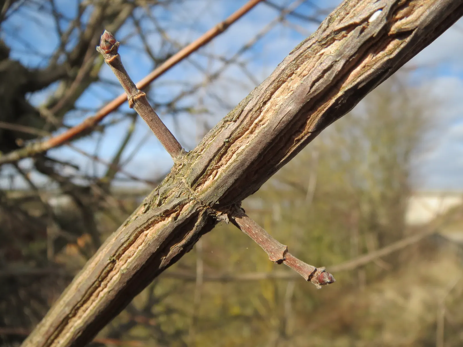 Winter's Bark (Drimys Winteri) — is an evergreen tree native to South America; it reaches up to 20-60 feet in height and spreads about 15-20 feet, image 89