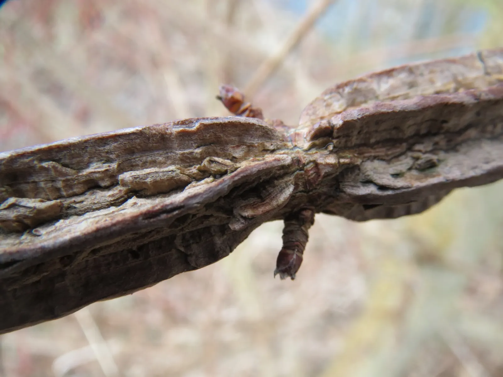 Winter's Bark (Drimys Winteri) — tree for full or half