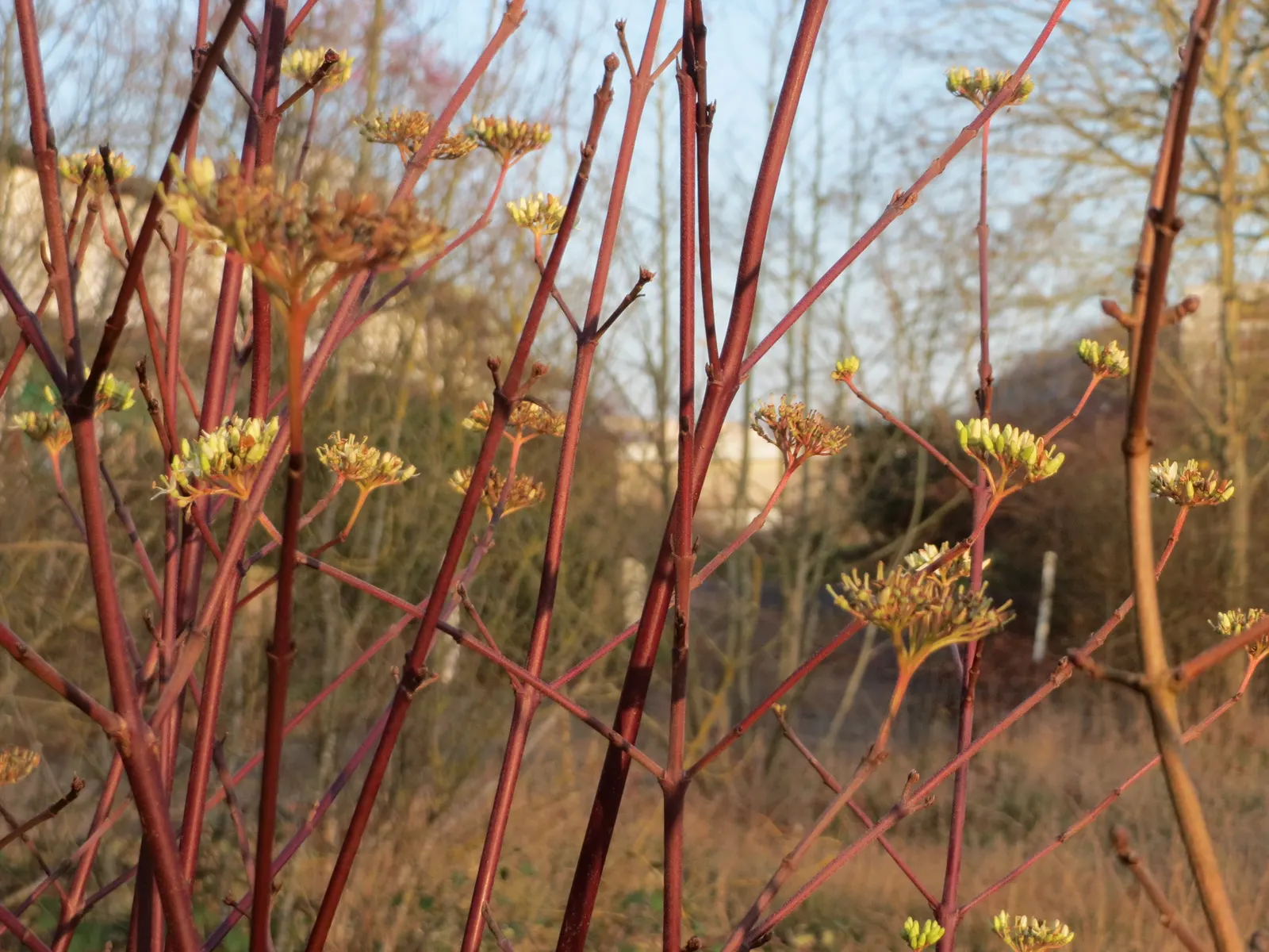 Winter's Bark (Drimys Winteri) — cinnamon-scented bark and leathery