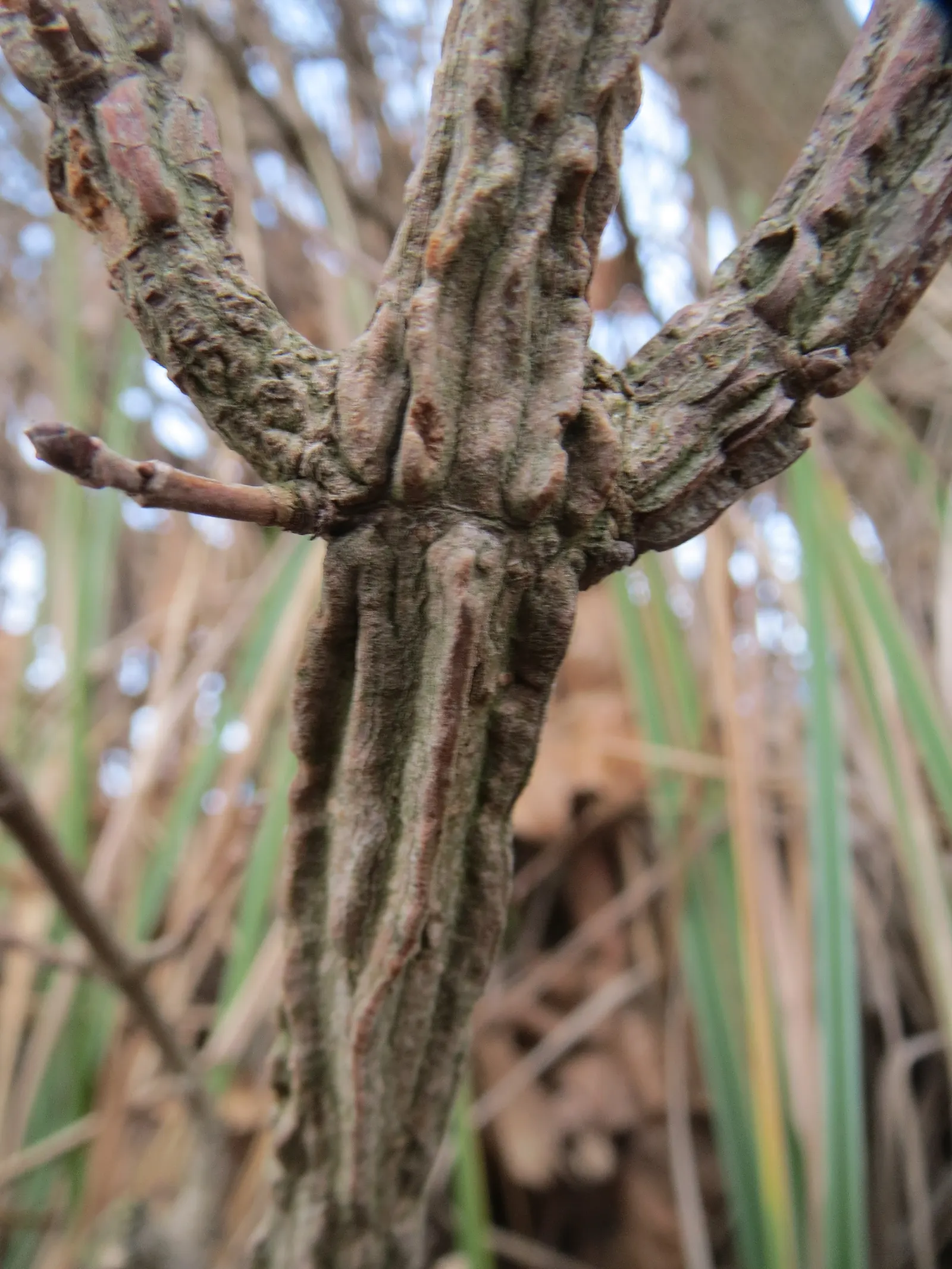 Winter's Bark (Drimys Winteri) — white flowers in the garden