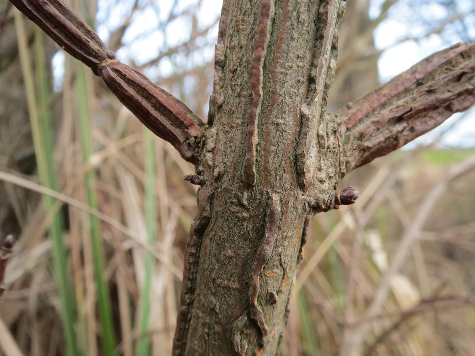 Winter's Bark (Drimys Winteri) — is an evergreen tree native to South America