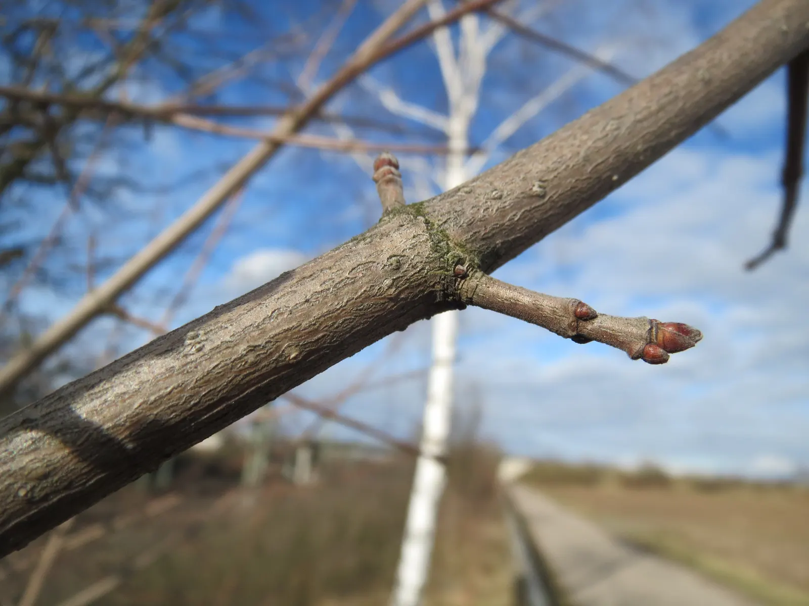 Winter's Bark (Drimys Winteri) — creamy-white flowers bloom in late spring to early summer; lance-shaped leaves that are a glossy dark green, image 49
