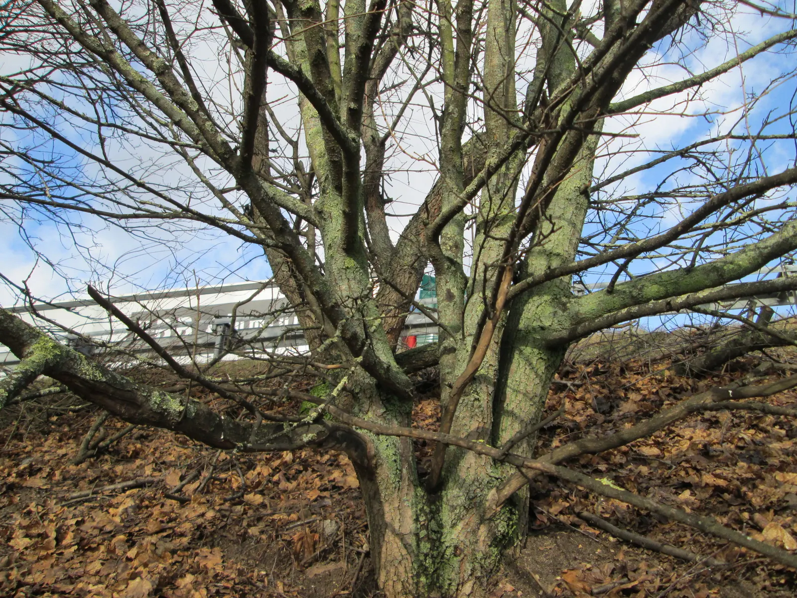 Winter's Bark (Drimys Winteri) — notably appreciated for its aromatic; measuring approximately 2 to 4 inches in length, image 46