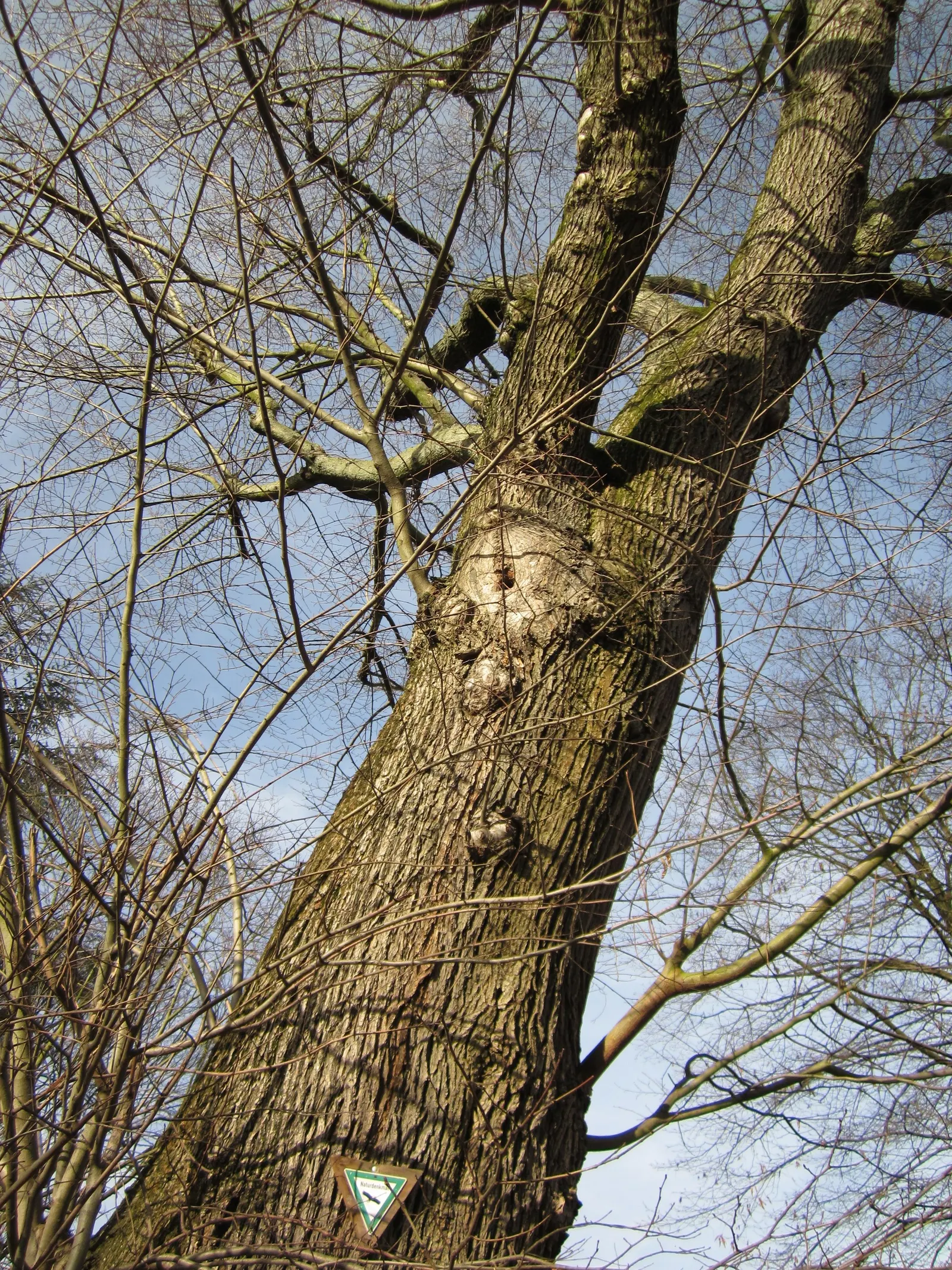 Winter's Bark (Drimys Winteri) — The foliage has a peppery scent when crushed