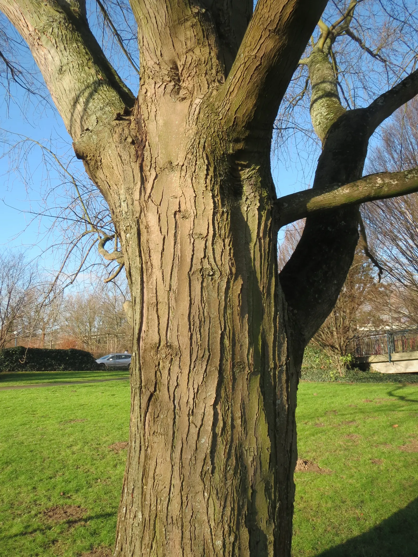 Winter's Bark (Drimys Winteri) — This plant offers both aesthetic appeal and a touch of history to your landscape design; white flowers in the, image 85
