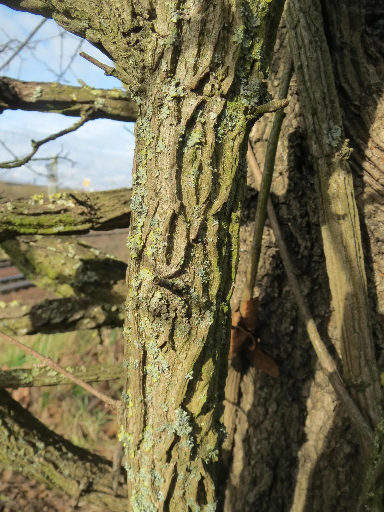 Winter's Bark (Drimys Winteri) — is an evergreen tree native to South America; it reaches up to 20-60 feet in height and spreads about 15-20 feet, image 67