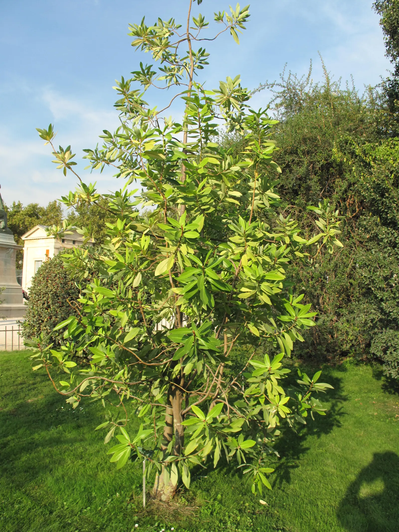 Winter's Bark (Drimys Winteri) — tree for full or half; this plant offers both aesthetic appeal and a touch of history to your landscape design, image 66