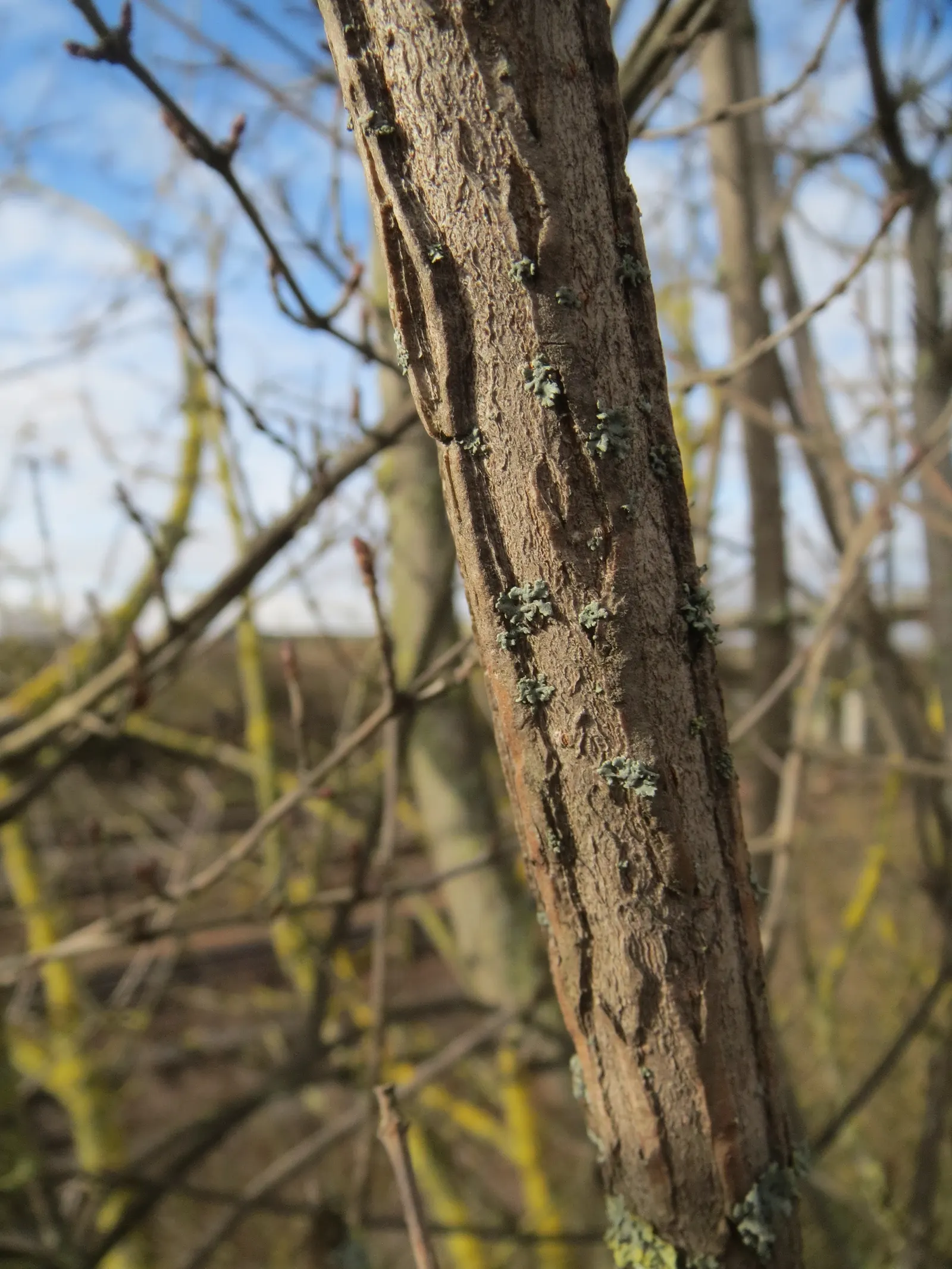 Winter's Bark (Drimys Winteri) — is a striking evergreen tree native to the cool temperate forests of South America; well-suited for a landscape, image 74