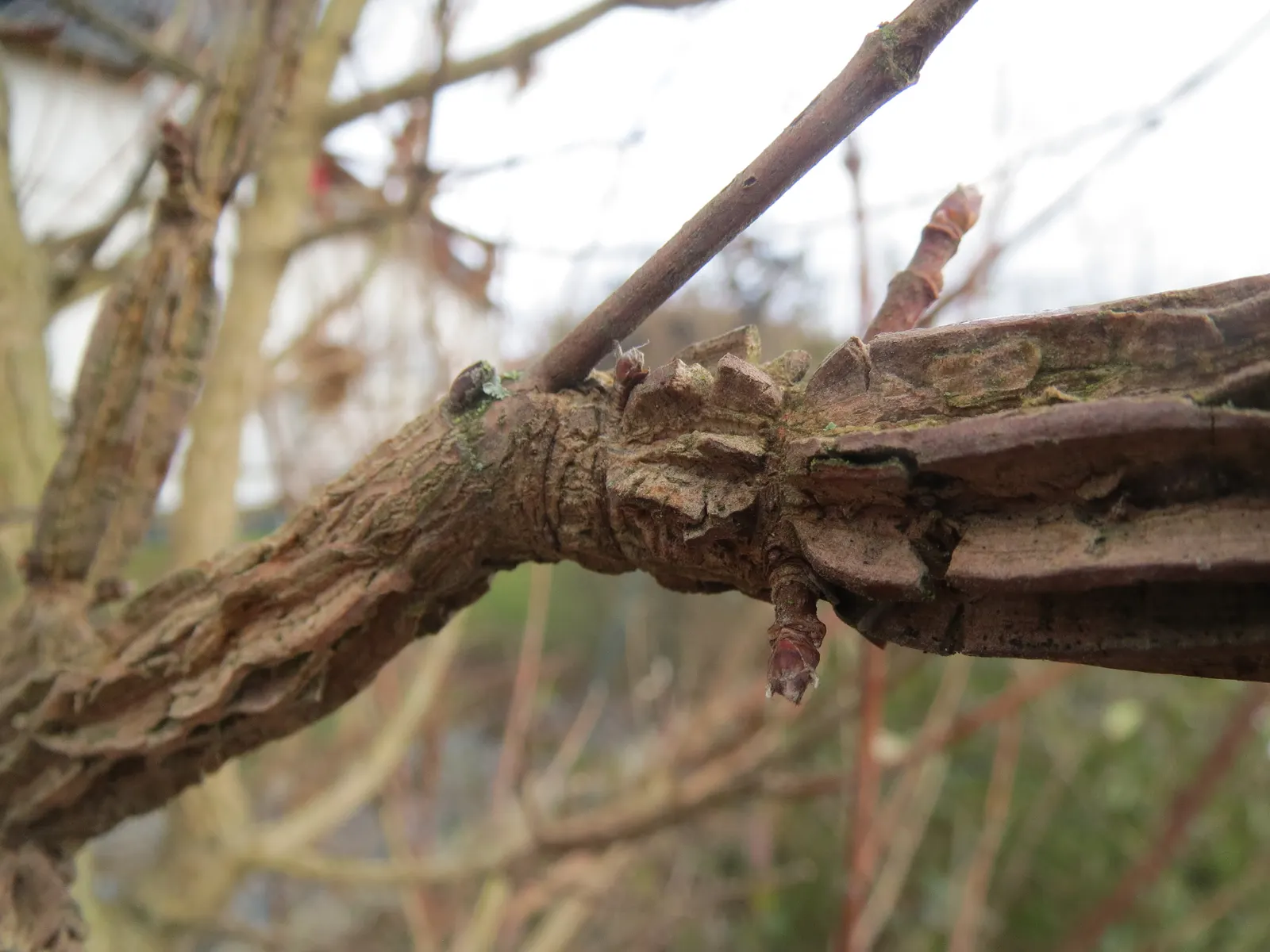Winter's Bark (Drimys Winteri) — The foliage has a peppery scent when crushed; it requires well-drained soil and thrives in full sun to part shade