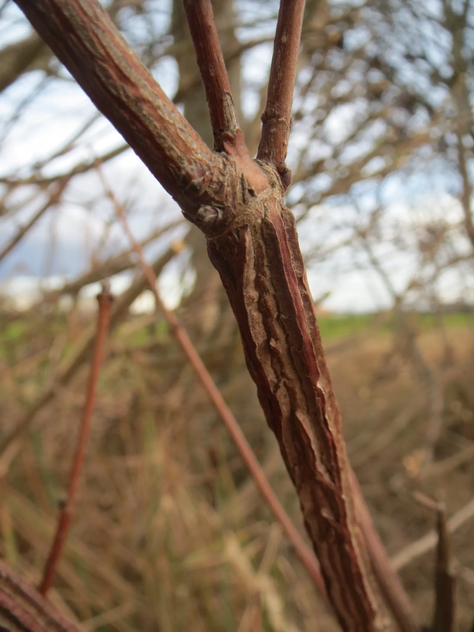 Winter's Bark (Drimys Winteri) — yet showy blooms appear in clusters at the ends of the branches from late winter through early spring; tree for, image 79