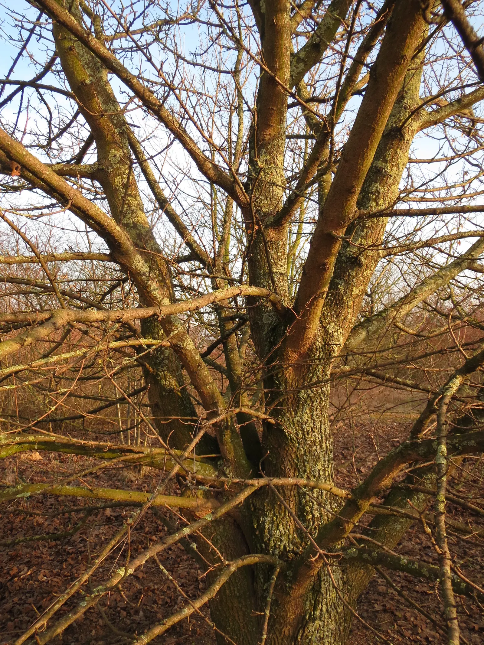 Winter's Bark (Drimys Winteri) — Winter's Bark typically grows to a mature height of 15 to 25 feet with a spread of 10 to 15 feet