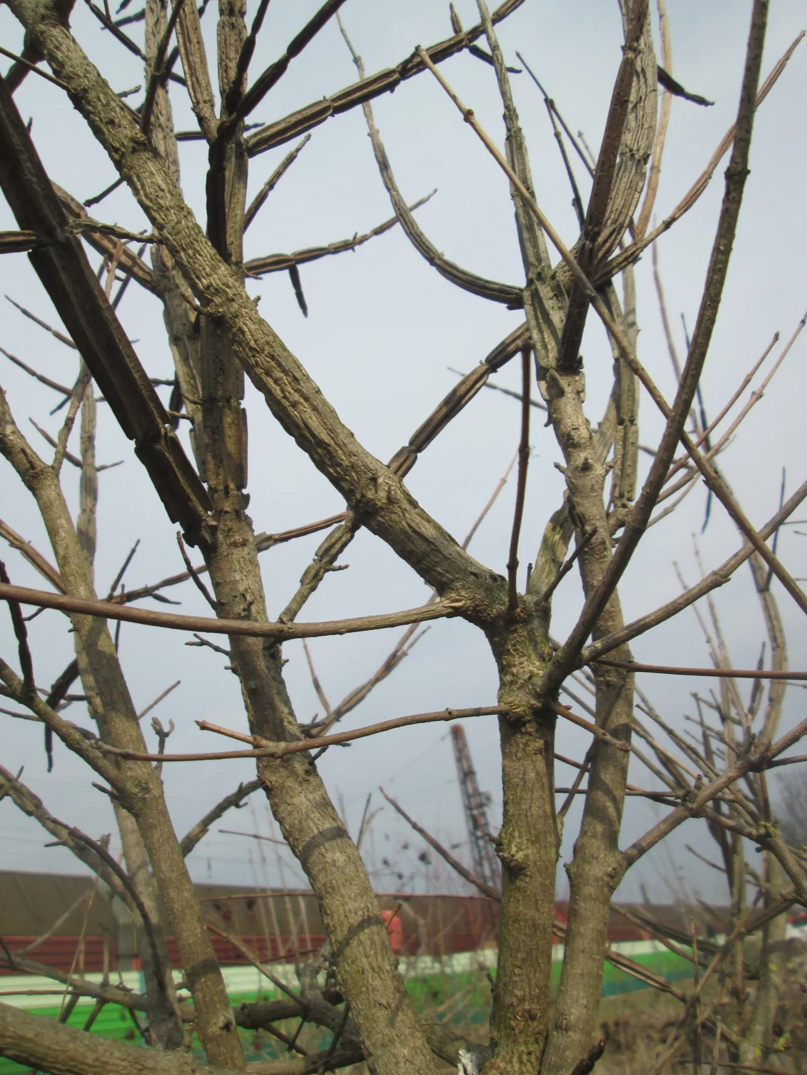 Winter's Bark (Drimys Winteri) — measuring approximately 2 to 4 inches in length; is a striking evergreen tree native to the cool temperate forests, image 77