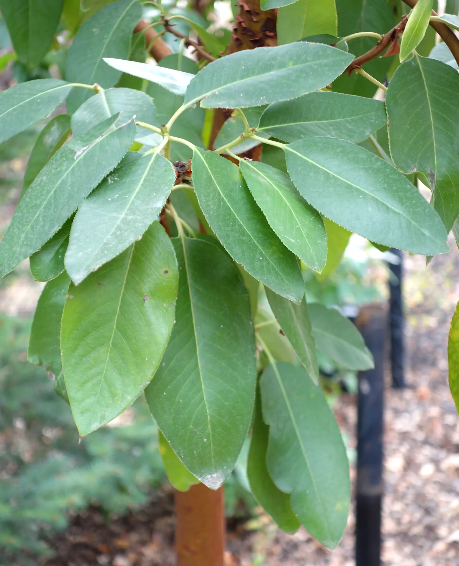 Winter's Bark (Drimys Winteri) — providing welcome interest during a season when color can be scarce in the garden; prefers well-drained, acidic soil and